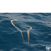 گونه مار دریایی خلیج فارس Persian Gulf Sea Snake 